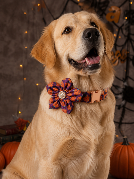 Dog Collar with Flower in Pumpkin Print Large Dog